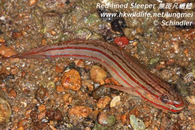 red-lined sleeper sample_5.jpg