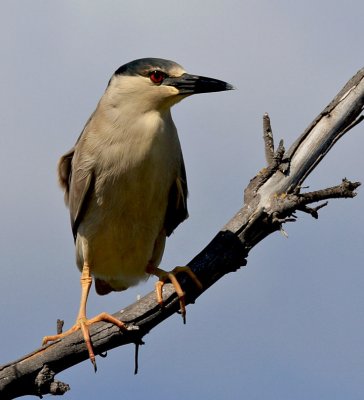 Night Heron