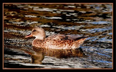 Mallard