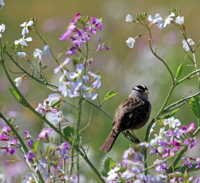 White Crowned Sparrow