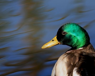 Mallard