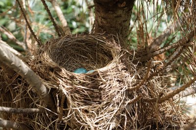 Nest on Day - 4 (before hatching)