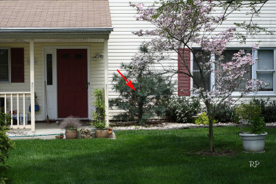 Close up - arrow shows where the nest is