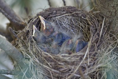 Day 6 - Nest take 1