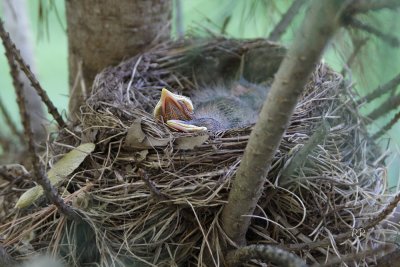 Day 6 - Nest take 2