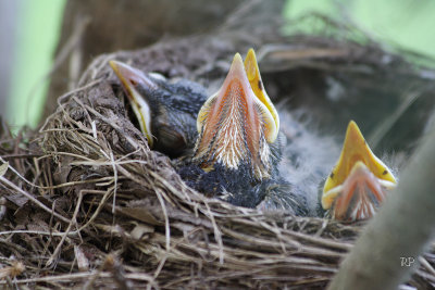 Day 8 Close-up