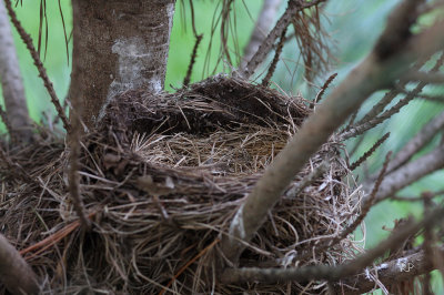 Day 15 - Empty Nest, We missed the first flight