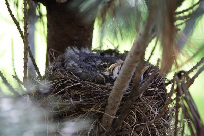 Robins' Nest
