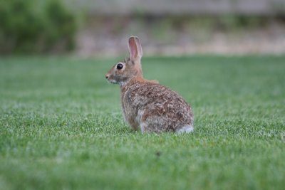 Cottontail visitor
