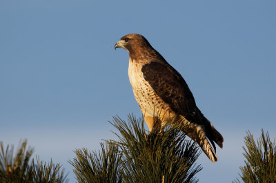 Local resident hawk