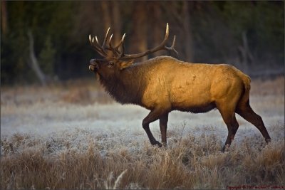 Bugling Bull Elk at Dawn