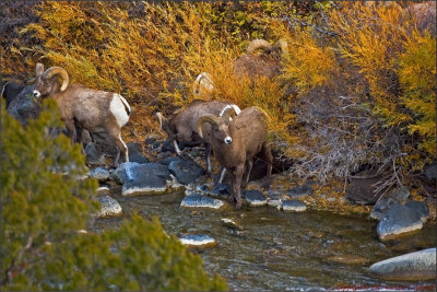 Mountain Goats near North Entrance