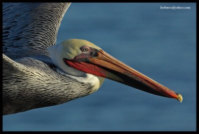 _LB18305_V1.jpg