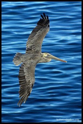 _LB18437_vertical copy.jpg