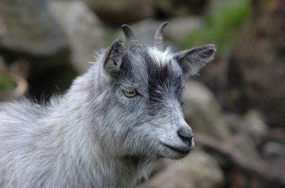 Goat