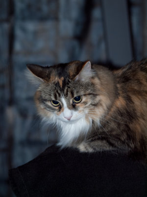 Gizmo-045530.JPG