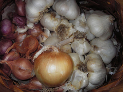 Shallots, garlic, yellow onion