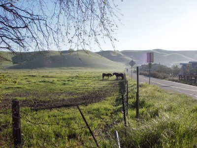 Country horses. 20090404_Cinderella_018.jpg