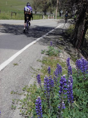 Riding by lupines. 20090404_Cinderella_096_2.jpg