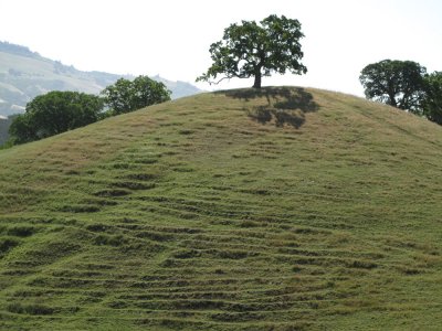 Hilltop oak 020