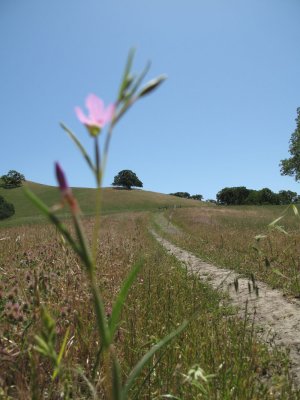 Pink by the trail 096