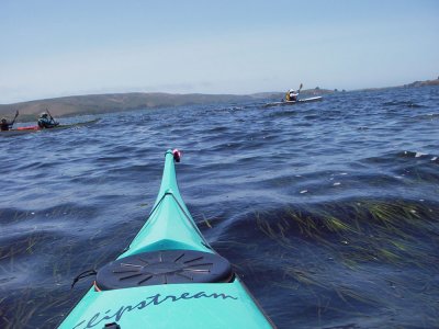 Eelgrass shallows 20090712_Tomales_002.jpg