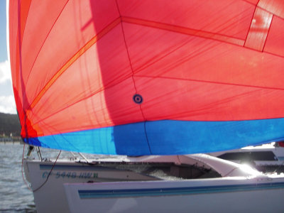 Seabird getting close 185.jpg