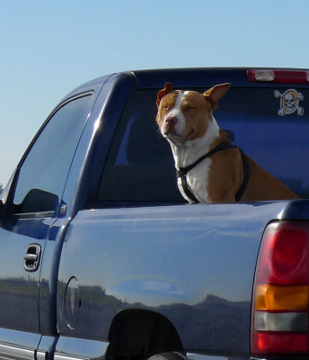 The only reason to have a pickup (may be the only reason to have a dog)