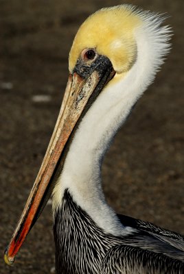 Santa Cruz Pelican