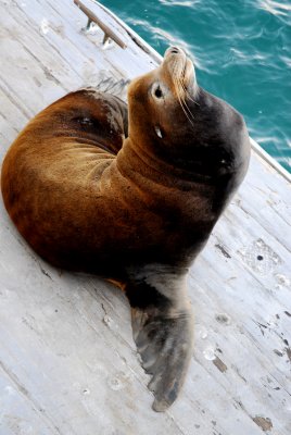 Santa Cruz Sea Lion