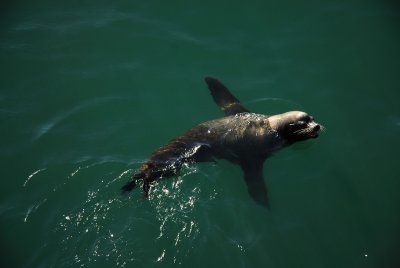 Santa Cruz Sea Lion