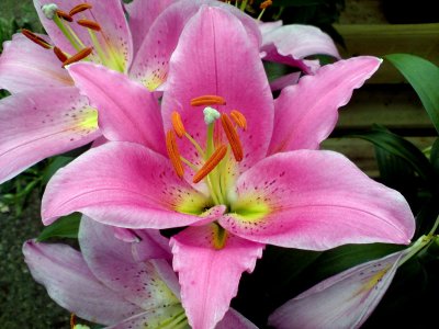 beautiful in color with a strong scented smell . This is Lily created by nature nurtured by man