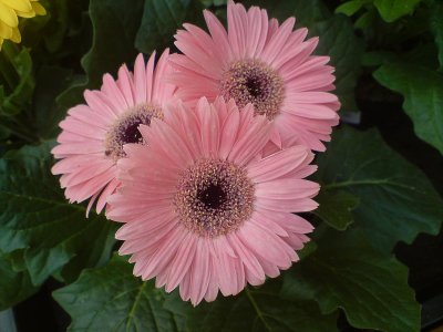 another daisy like flower this time in pink