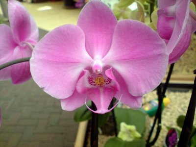 orchid , time in pink with a tiger like face