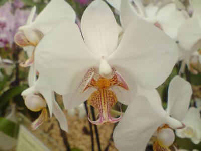 orchid , creamy white and tiger like markings