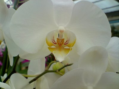 orchid . This one has a cat like face