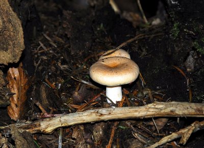 _mushrooms