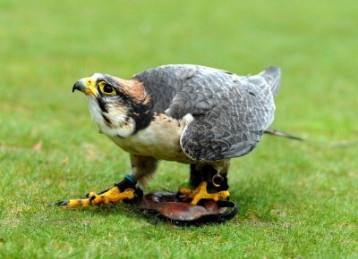 Falconry at Bodnant Garden