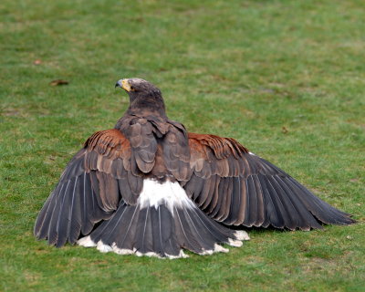 Falconry at Bodnant Garden