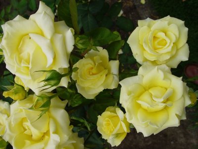 g3/87/808087/3/89080922.0U3H57pF.jpg