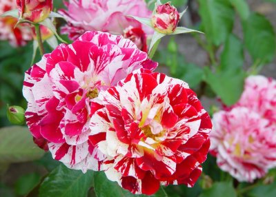Portland Arboretum, Roses