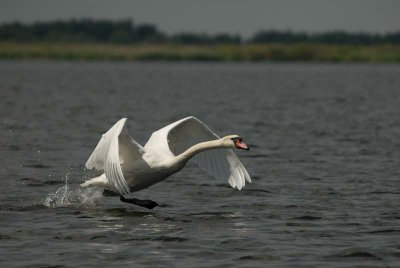 Swans (Cygnus Olor)