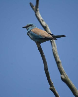 Roller