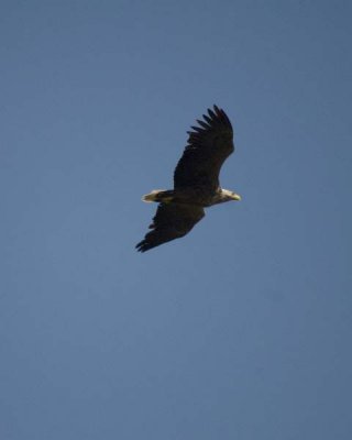 White-tailed eagle (Haliaeetus albicilla)