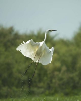 White Heron