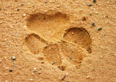 Hyaena paw print