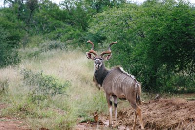 Kudu