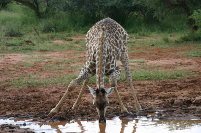 Giraffe