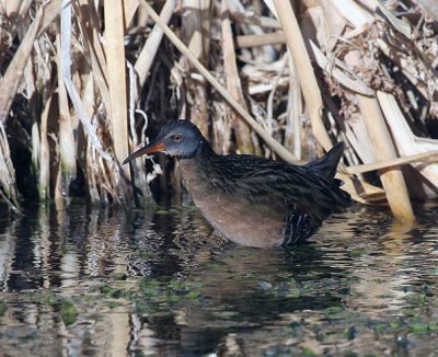 Virginia Rail