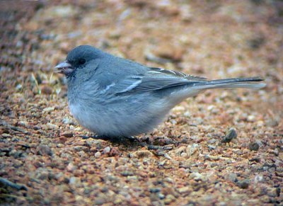 Dark-eyed Junco